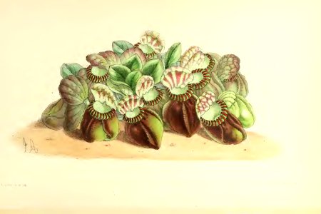 1868 Vol 7 Plate 372