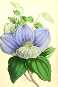 1868 Vol 7 Plate 370