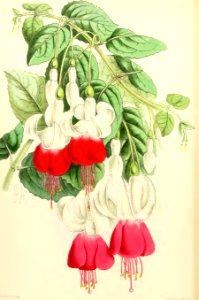1868 Vol 7 Plate 371