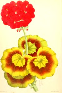 1868 Vol 7 Plate 369