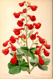 1870 Vol 9 Plate 512