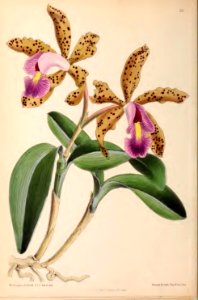 1870 Vol 9 Plate 511