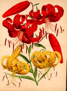 1870 Vol 9 Plate 509_510