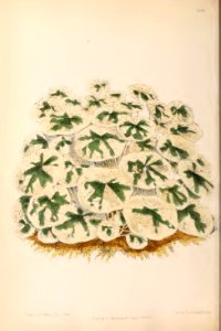 1870 Vol 9 Plate 506