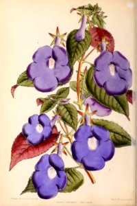 1870 Vol 9 Plate 505