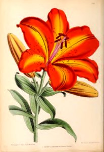1870 Vol 9 Plate 504
