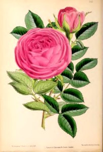1870 Vol 9 Plate 503