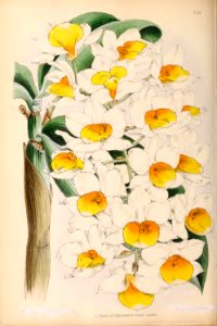1870 Vol 9 Plate 502