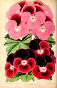 1870 Vol 9 Plate 501