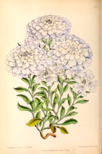 1870 Vol 9 Plate 500