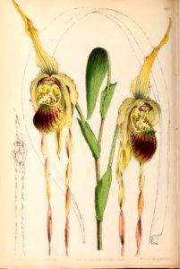 1870 Vol 9 Plate 499