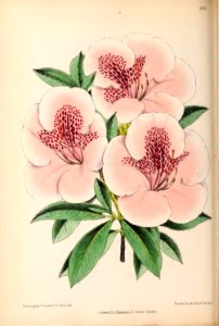 1870 Vol 9 Plate 498