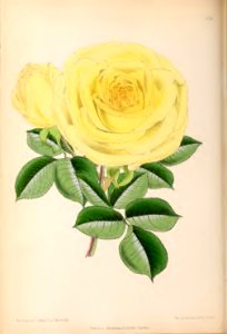 1870 Vol 9 Plate 494