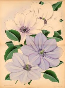 1870 Vol 9 Plate 495_496