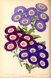 1870 Vol 9 Plate 493