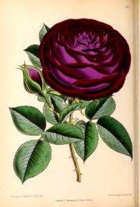 1870 Vol 9 Plate 497