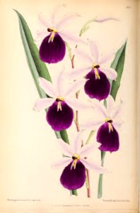 1870 Vol 9 Plate 490