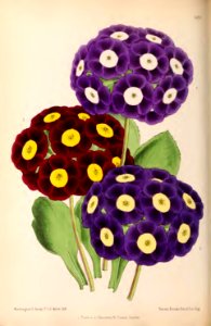 1870 Vol 9 Plate 489