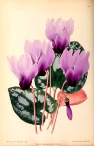 1870 Vol 9 Plate 488
