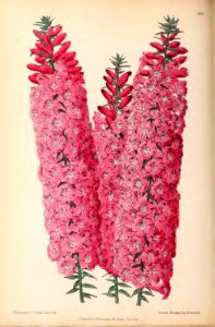 1870 Vol 9 Plate 486