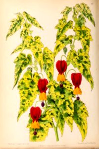 1870 Vol 9 Plate 487