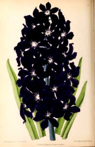 1870 Vol 9 Plate 482