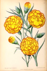1870 Vol 9 Plate 484