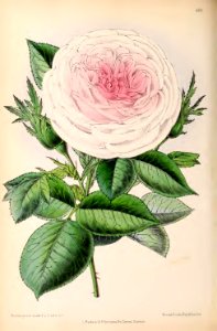 1870 Vol 9 Plate 483