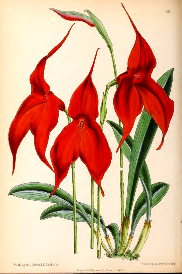 1870 Vol 9 Plate 481