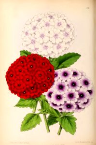 1870 Vol 9 Plate 478