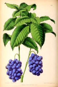 1870 Vol 9 Plate 479