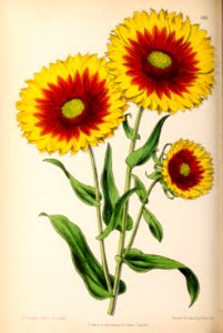 1870 Vol 9 Plate 480