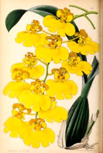 1870 Vol 9 Plate 477