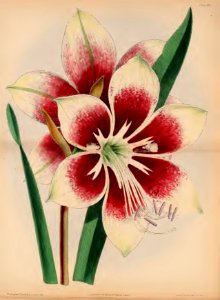 1870 Vol 9 Plate 475_476