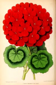 1870 Vol 9 Plate 473