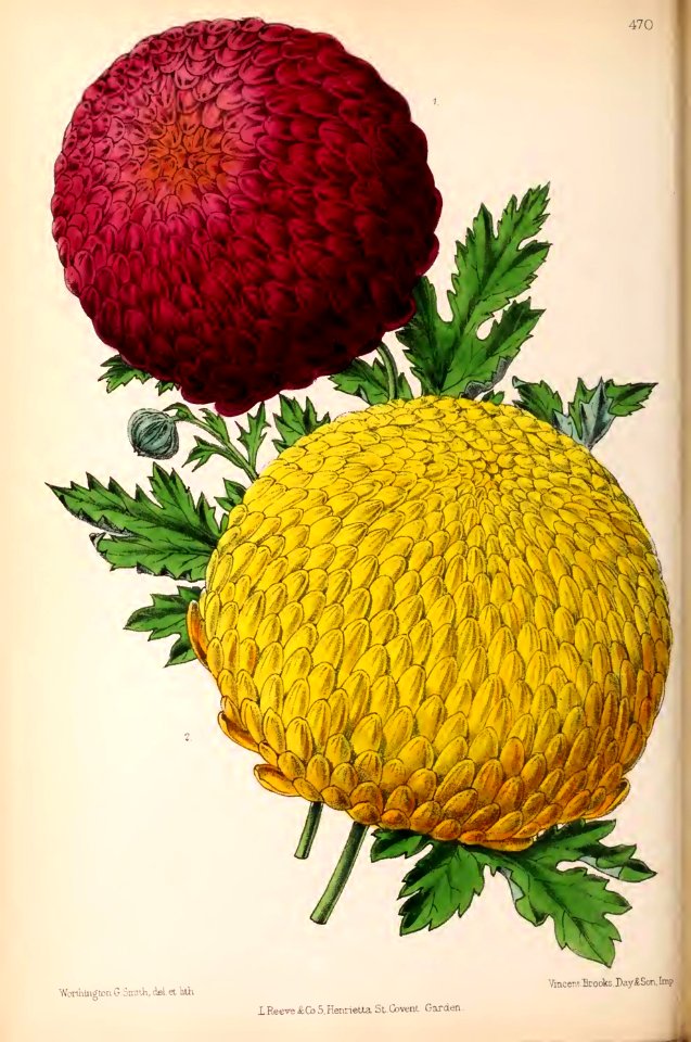 1870 Vol 9 Plate 470