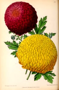 1870 Vol 9 Plate 470