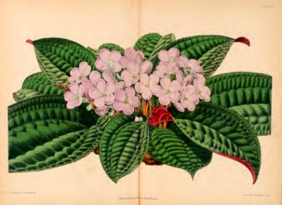 1870 Vol 9 Plate 471_472