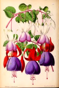 1870 Vol 9 Plate 468