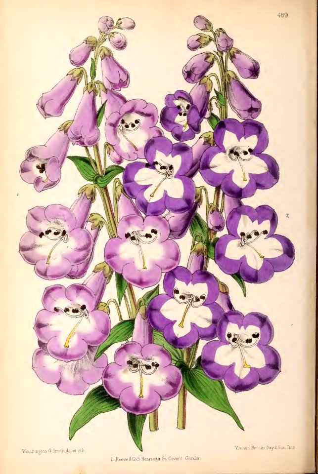 1870 Vol 9 Plate 469