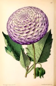 1870 Vol 9 Plate 467
