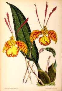 1870 Vol 9 Plate 465