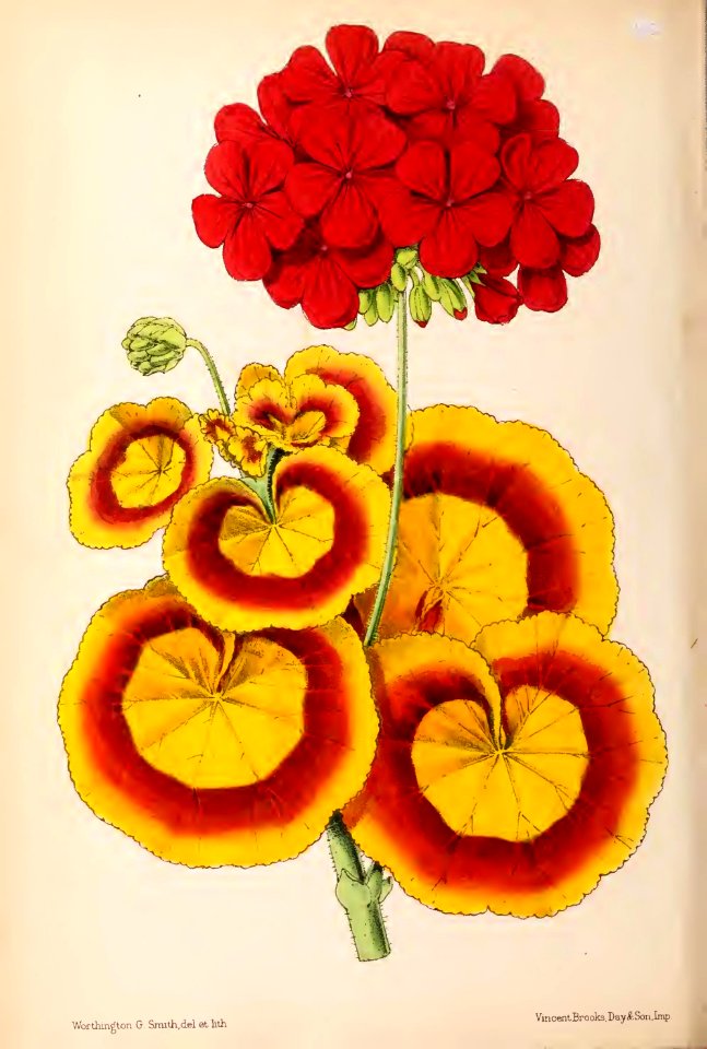 1870 Vol 9 Plate 466