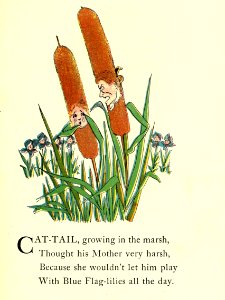 62 Cattail. Free illustration for personal and commercial use.