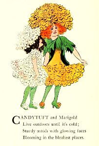 53 Candytuft and Marigold