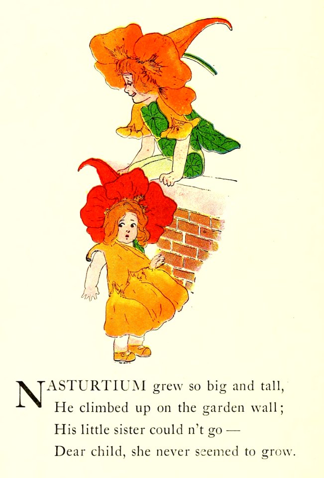 33 Nasturtium