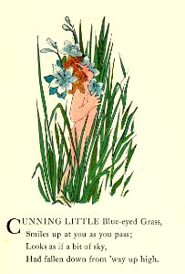 32 Blue-eyed Grass