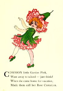 26 Carnation