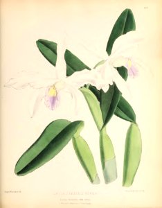 1880 No 108 December Plate 429