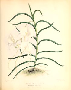 1880 No 106 October Plate 421